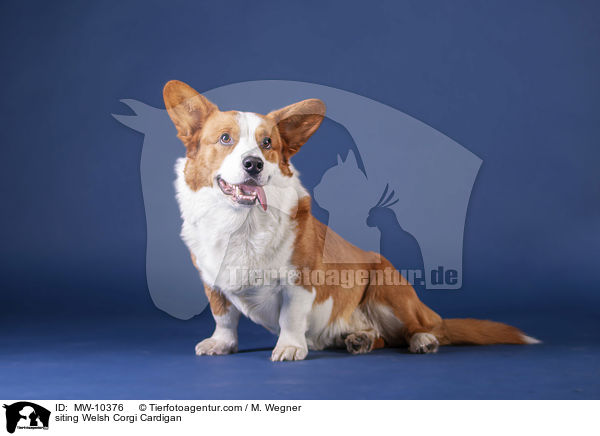 siting Welsh Corgi Cardigan / MW-10376
