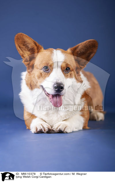 lying Welsh Corgi Cardigan / MW-10378