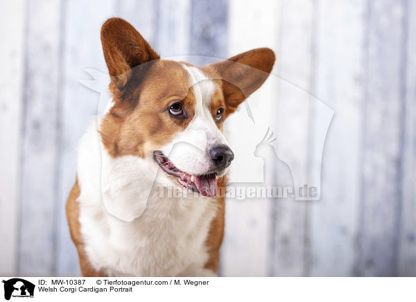 Welsh Corgi Cardigan Portrait / MW-10387