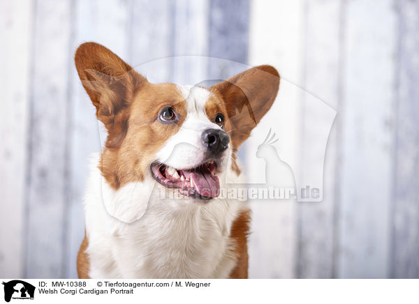 Welsh Corgi Cardigan Portrait / MW-10388