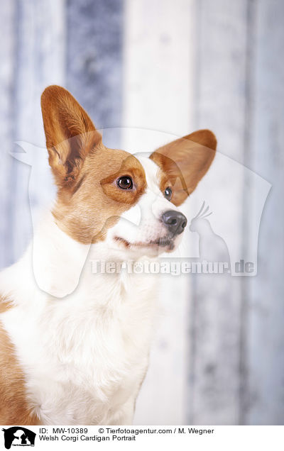 Welsh Corgi Cardigan Portrait / MW-10389