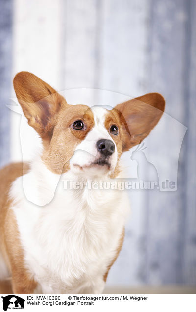 Welsh Corgi Cardigan Portrait / MW-10390