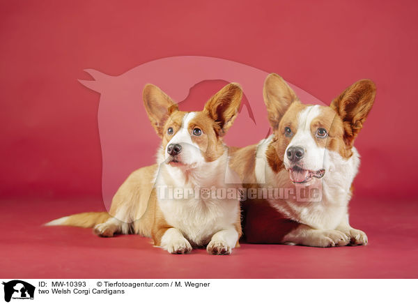 two Welsh Corgi Cardigans / MW-10393