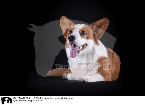 lying Welsh Corgi Cardigan / MW-10394