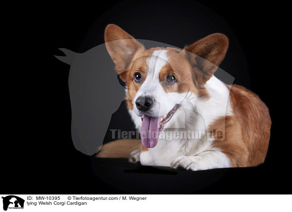 lying Welsh Corgi Cardigan / MW-10395