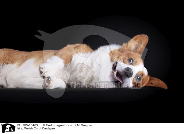 lying Welsh Corgi Cardigan / MW-10403