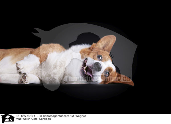 lying Welsh Corgi Cardigan / MW-10404