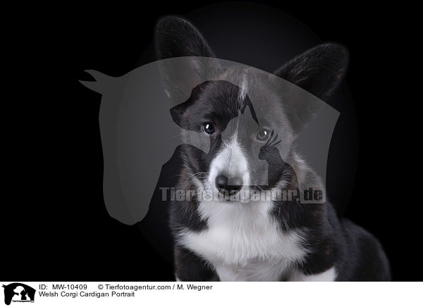 Welsh Corgi Cardigan Portrait / MW-10409