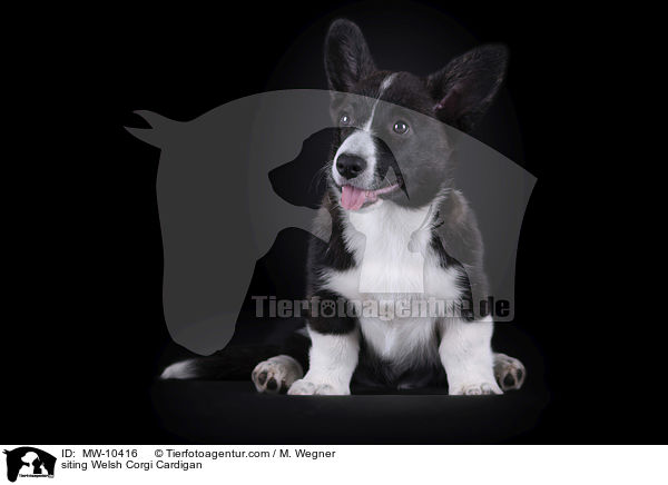 siting Welsh Corgi Cardigan / MW-10416