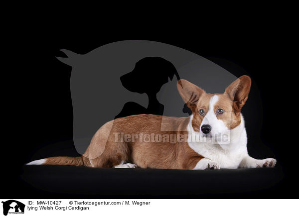 lying Welsh Corgi Cardigan / MW-10427
