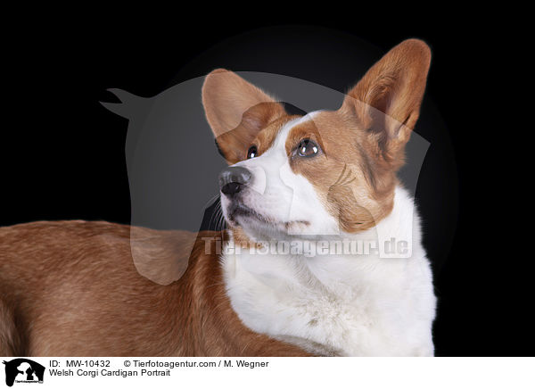 Welsh Corgi Cardigan Portrait / MW-10432