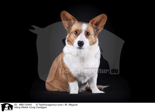 siting Welsh Corgi Cardigan / MW-10440