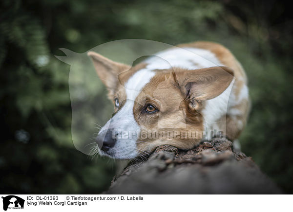 lying Welsh Corgi Cardigan / DL-01393