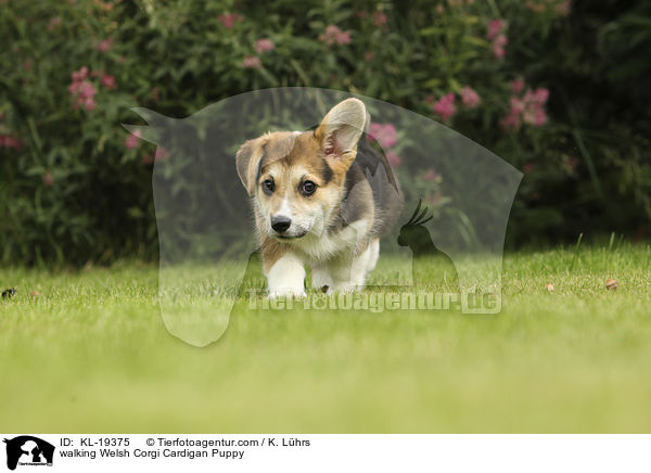 walking Welsh Corgi Cardigan Puppy / KL-19375