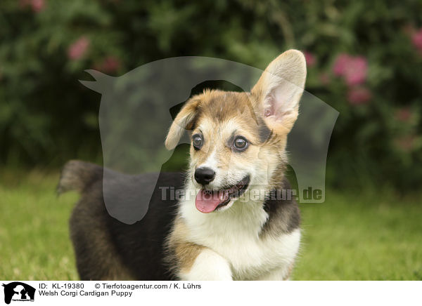 Welsh Corgi Cardigan Puppy / KL-19380