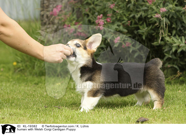 Mensch mit Welsh Corgi Cardigan Welpe / human with Welsh Corgi Cardigan Puppy / KL-19382