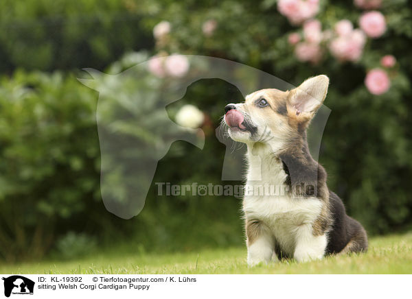sitzender Welsh Corgi Cardigan Welpe / sitting Welsh Corgi Cardigan Puppy / KL-19392