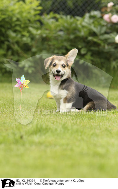 sitting Welsh Corgi Cardigan Puppy / KL-19394