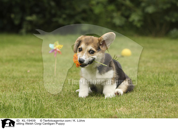 sitting Welsh Corgi Cardigan Puppy / KL-19409