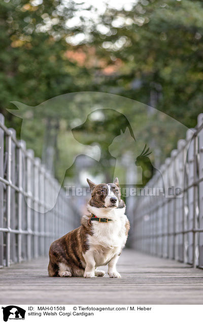 sitzender Welsh Corgi Cardigan / sitting Welsh Corgi Cardigan / MAH-01508