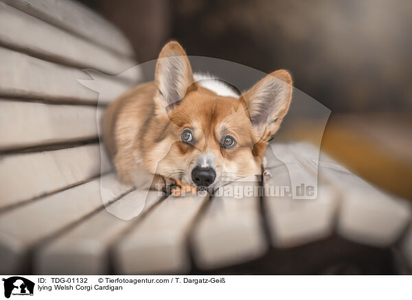 lying Welsh Corgi Cardigan / TDG-01132