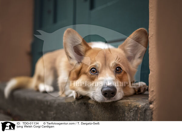 lying Welsh Corgi Cardigan / TDG-01134