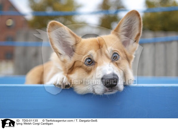lying Welsh Corgi Cardigan / TDG-01135