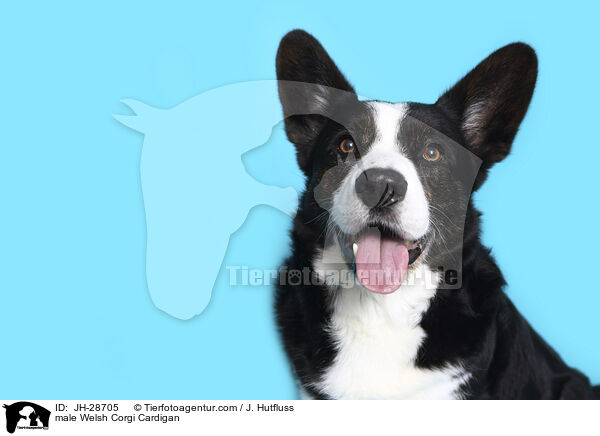 male Welsh Corgi Cardigan / JH-28705