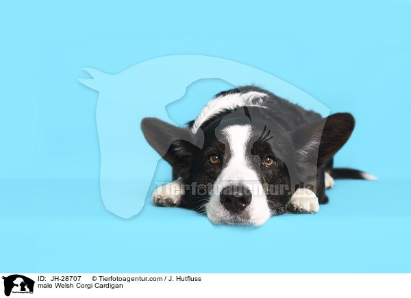 male Welsh Corgi Cardigan / JH-28707