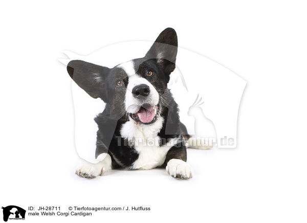 male Welsh Corgi Cardigan / JH-28711