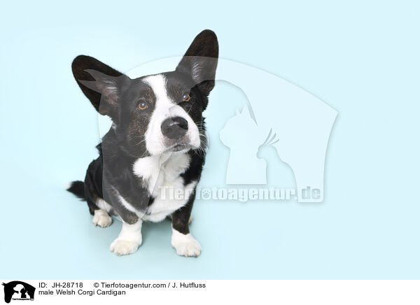 male Welsh Corgi Cardigan / JH-28718