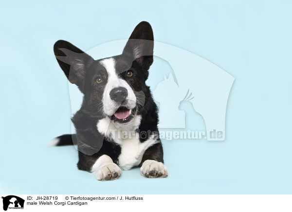 Welsh Corgi Cardigan Rde / male Welsh Corgi Cardigan / JH-28719