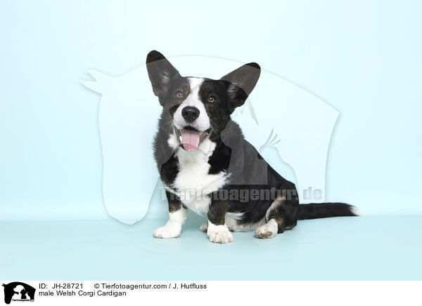 male Welsh Corgi Cardigan / JH-28721