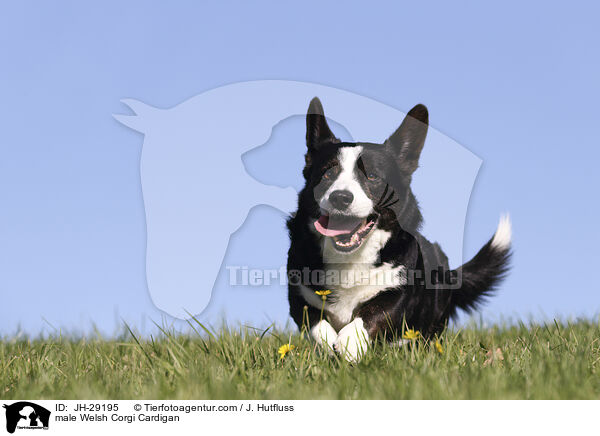 male Welsh Corgi Cardigan / JH-29195