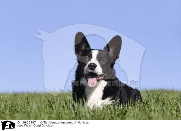 male Welsh Corgi Cardigan / JH-29197