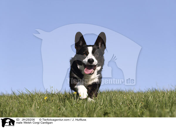 male Welsh Corgi Cardigan / JH-29206