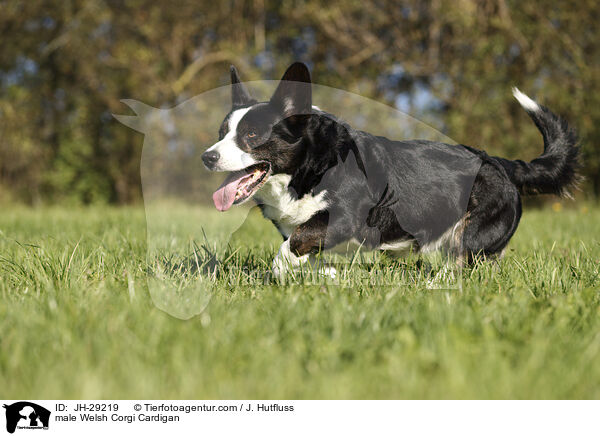male Welsh Corgi Cardigan / JH-29219