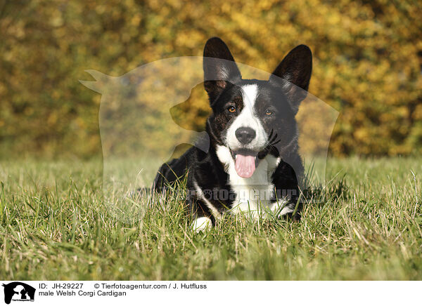 Welsh Corgi Cardigan Rde / male Welsh Corgi Cardigan / JH-29227