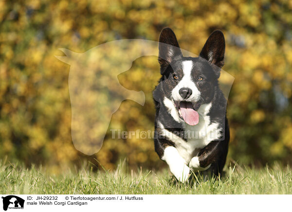 male Welsh Corgi Cardigan / JH-29232