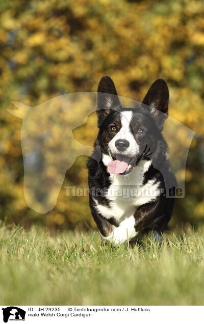 Welsh Corgi Cardigan Rde / male Welsh Corgi Cardigan / JH-29235