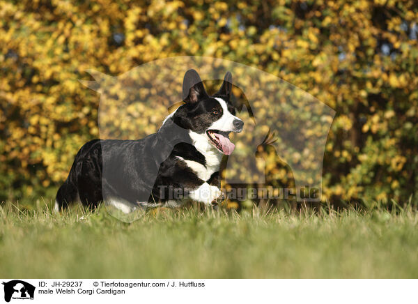 male Welsh Corgi Cardigan / JH-29237
