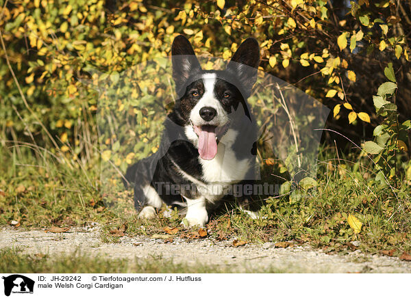 male Welsh Corgi Cardigan / JH-29242