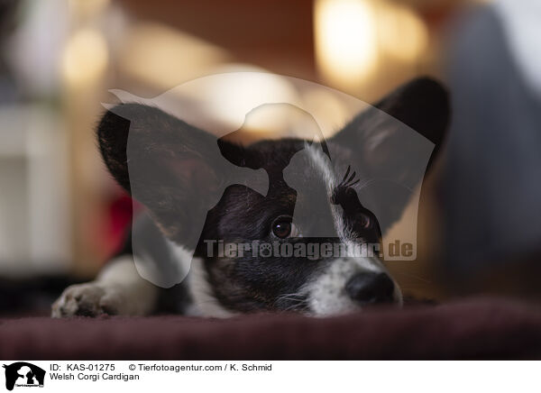 Welsh Corgi Cardigan / Welsh Corgi Cardigan / KAS-01275