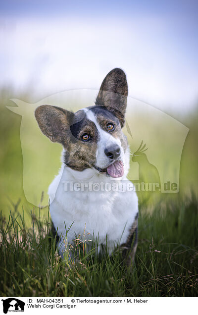 Welsh Corgi Cardigan / Welsh Corgi Cardigan / MAH-04351