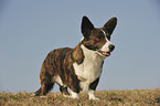 standing Welsh Corgi Cardigan