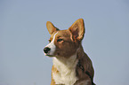 Welsh Corgi Cardigan Puppy