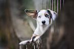 Welsh Corgi Cardigan