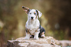 Welsh Corgi Cardigan