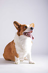 siting Welsh Corgi Cardigan
