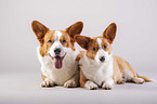 two Welsh Corgi Cardigans